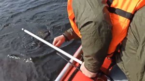 Вываживание щуки на 7 килограмм