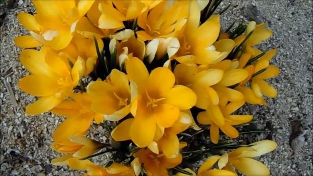 Первоцветы в саду