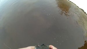 Рыбалка На Налима! На Реке Жор Налима. Первый лёд не за горами.