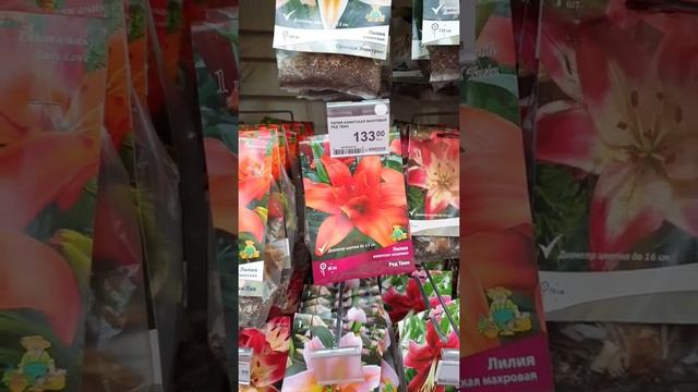 Леруа Мерлен Обзор. Луковичные цветы для сада.
