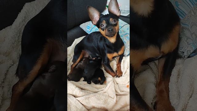 Только родила щенят. Как мы любим морковь 🥕 смотреть онлайн