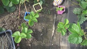 Два способа размножения клубники усами. "Искусственное" вскармливание обрезанных усов клубники.