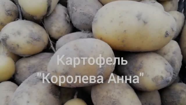 Королева Анна Картофель Характеристика