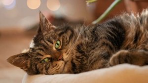 Звук кошки (Приятное урчание кошки в высоком качестве) | (57 Секунд)