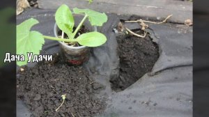 Как ПРОСТО сделать теплую грядку из листвы на несколько лет?!? Дача улачи