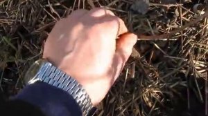 Пришла пора разместить актинидию на шпалеру.