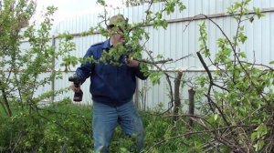 Отпуск а Мае// В Орле на своей даче попилил все сливы мини-пилой и подарил её брату.