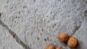 Грецкий орех в средней полосе.