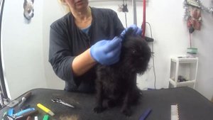 тримминг гриффона 3, trimming 3