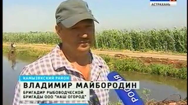 Водоросли смогут спасти астраханские водоёмы смотреть онлайн