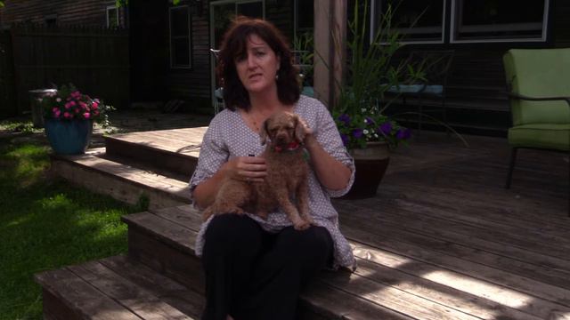 Tick Repellent Essential Oil for Dogs and people too!- Geranium Rose