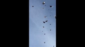 Торцовые Голуби БК - Черные, черномурые и немного красных