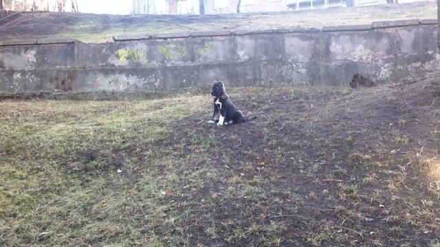 Кавказская овчарка / Дагестанская овчарка смотреть онлайн