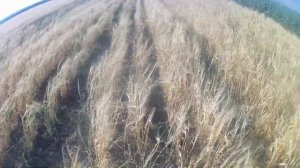 Сравнение сплошного и широкорядного посева ярового ячменя