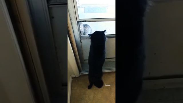 У котэ истерика,не дали набить морду другому котэ.mp4