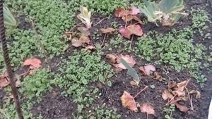 Как отвадить кошек гадить на грядках, клумбах и дорожках. ч.2