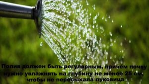 Лилии Мартагоны