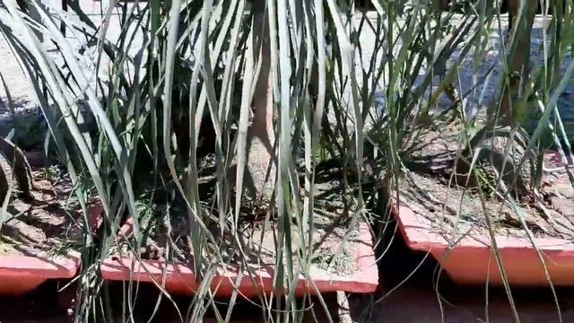 NOLINA PLANTING IN BIG POT смотреть онлайн