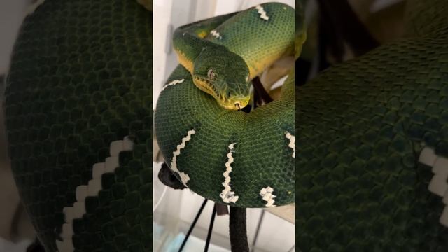 Gravid Emerald Tree Boa (Corallus caninus) | Artemis Baking Her Second Litter