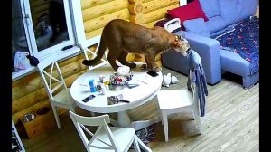 Месси - дизайнер! Как пума Месси порвал кофту!