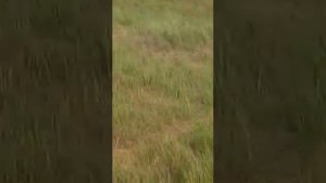 детёныши сайгака