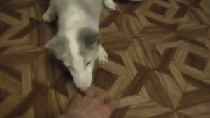 Домашний песец