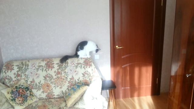 Прыгучести кошек нет предела! смотреть онлайн