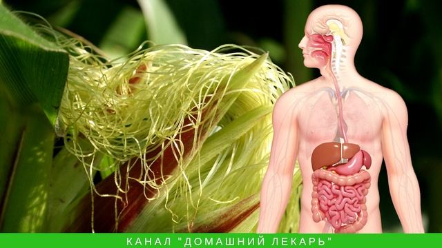 Расторопша, шиповник и кукурузные рыльца для печени - Домашний лекарь - выпуск №251 смотреть онлайн