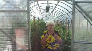 ТОМАТЫ ЦВЕТУТ, НО НЕ ЗАВЯЗЫВАЮТСЯ... Ольга Чернова.