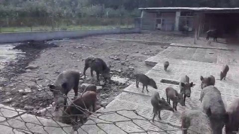 Итальянские свиньи... Италия. Пьемонте