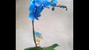 СИНЯЯ ОРХИДЕЯ . СИНИЙ ФАЛЕНОПСИС . РЕАНИМАЦИЯ СИНЕЙ ОРХИДЕИ #blau_orchids #oldenburgru#18