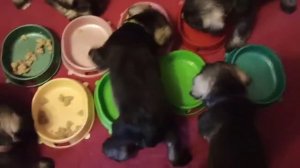 Столовая для щенков Цвергшнауцера