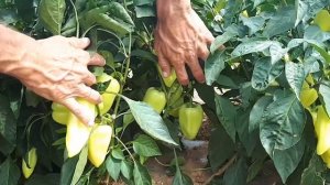 Перец Драйв F1 от компании Sevalsi/Севалси