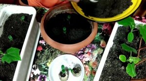 Как пересадить огурцы вырощенные в торфяных таблетках