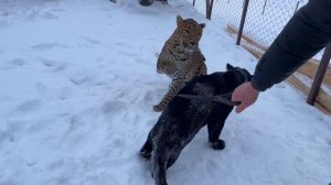 Первые проявления гендерного интереса леопарда Цезаря к ягуару Наоми