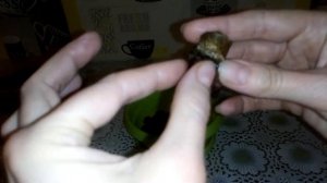 Последняя попытка спасти денежные деревья. Сгнили корни и ствол крассула. Пересадка в серамис.