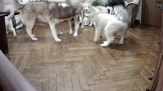 Хасята и Салли отбирают игрушку у Кена!