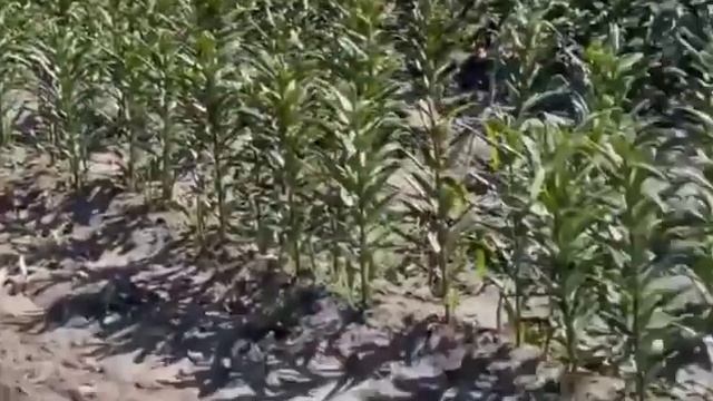 Выкопка лилий в питомнике! смотреть онлайн