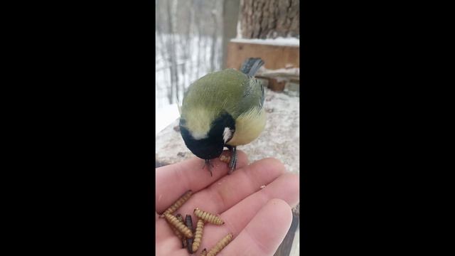 Мои лучшие короткие ролики. Подборка