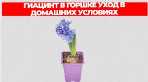 ГИАЦИНТ В ГОРШКЕ УХОД В ДОМАШНИХ УСЛОВИЯХ