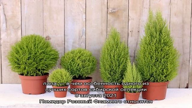 Уход за кипарисом в саду – выращиваем на своем участке капризного южанина смотреть онлайн