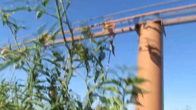 Мечта Алисы смотреть онлайн