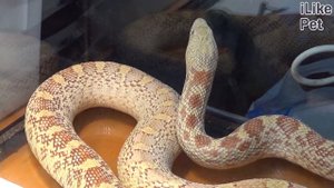 5 самых неприхотливых домашних животных на ilikepet