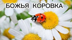 Детская христианская песня Божья коровка