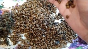 Орхидеи: Пересадка из цеофлоры...в цеофлору. Почему я не меняю грунт который не любят...