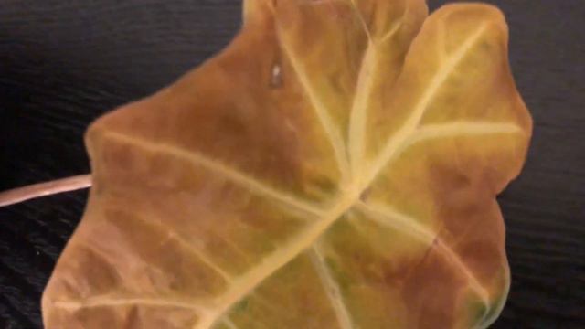 Alocasia POLLY Yellow Leaves (Plus Care Tips) 💚 смотреть онлайн