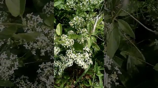 Луговая трава с белыми цветами Meadow grass with white flowers 与白花的草甸草 Wiesengras mit weißen Blüten