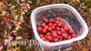 ❣️Клюква «Пилигрим» . Первый Урожай ❣️