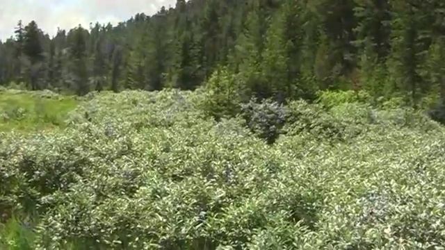 Поход к метеостанции "Хамар-Дабан" (Пик Черского)