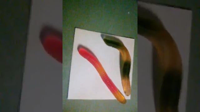 Тропические змейки. смотреть онлайн